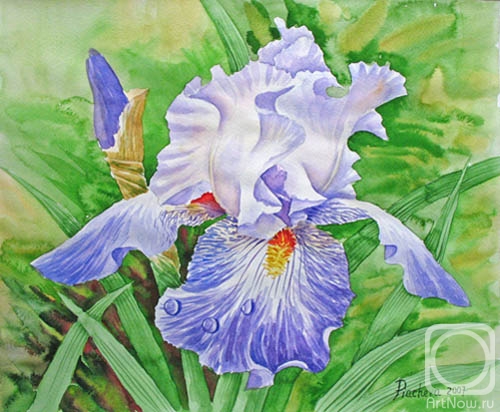 �������. ������� �������. ����