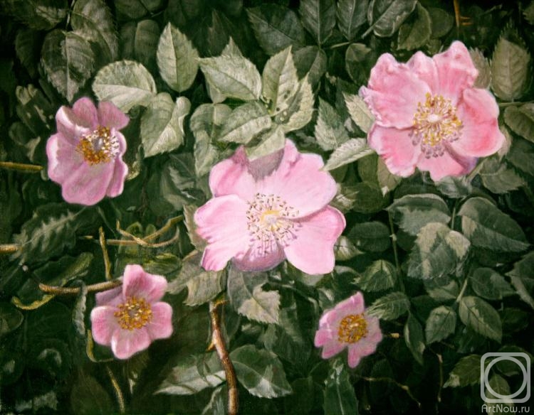 Kudryashov Galina. Rosehip blooms