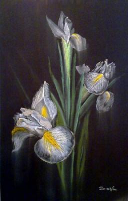 White irises. Fisenko Saveli