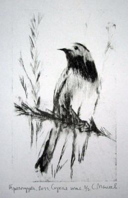 Wagtail. 2011