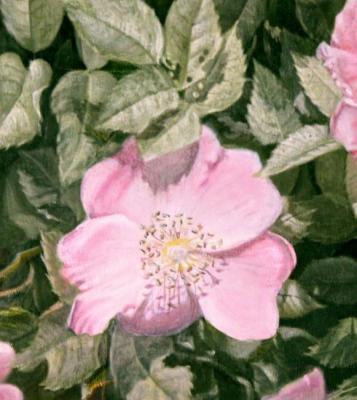 Rosehip blooms (fragment). Kudryashov Galina