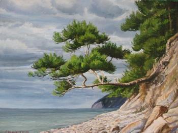 Pine by the sea, overcast. Chernyshev Andrei