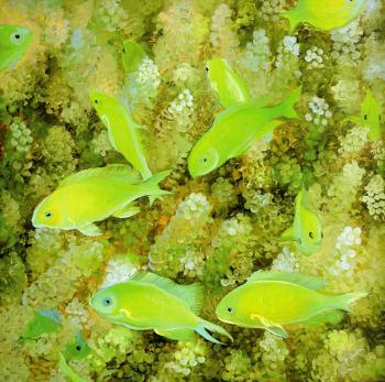 ������� ������� �������