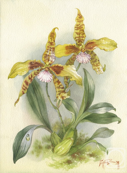 �������. ������� �����. ������� ������������� �������