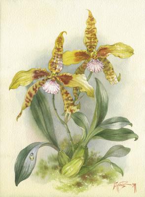 ������� ������������� �������. ������� �����