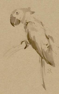 Parrot. Romanov Egor