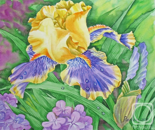 Piacheva Natalia. Yellow Blue Iris