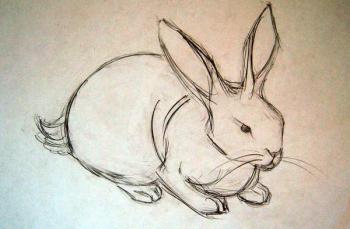 Rabbit. Shubert Anna