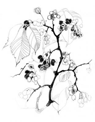 ������� ����������� �2�