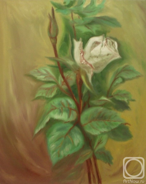 Lukaneva Larissa. 438 (White Rose)
