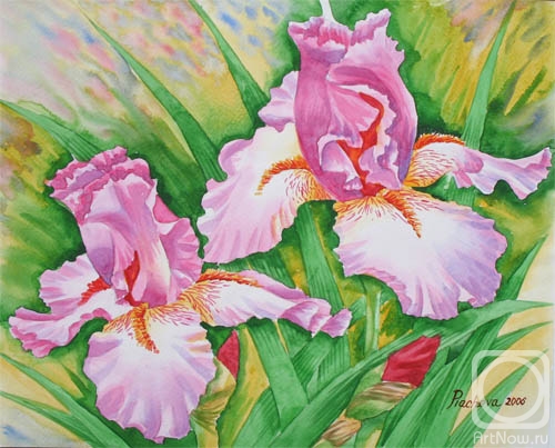 Piacheva Natalia. Two Pink Irises