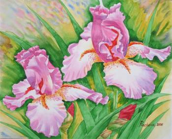 Two Pink Irises. Piacheva Natalia