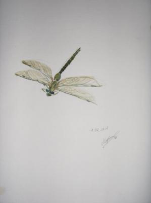 Dragonfly. Medvedeva Maria