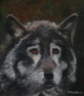 Wolf. Shvedov Sergei