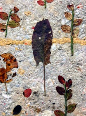 Herbarium-06 (fragment)