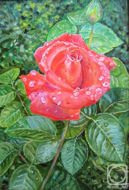 Vankhonen Alexey. Scarlet rose