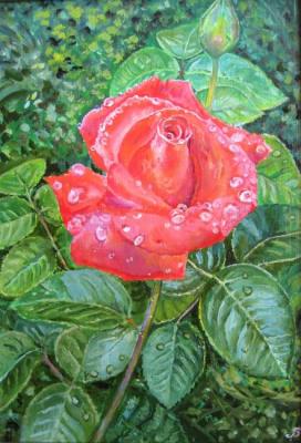 Scarlet rose. Vankhonen Alexey