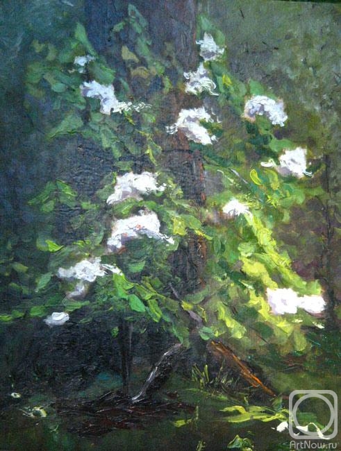 Gvozdetskaya Irina. Pear blossoms