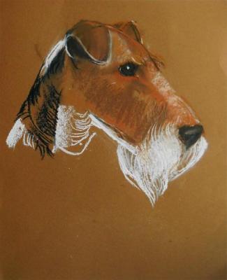 Fox Terrier. Voronova Oksana