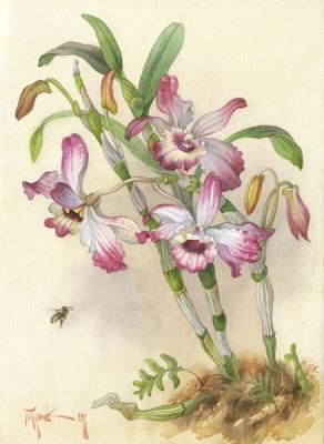 Orchidaceae Dendrobium nobile. Pugachev Pavel