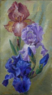 Royal Irises
