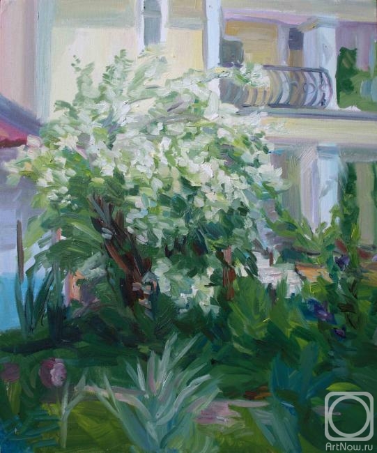 Shenec Anna. Jasmin in the summer