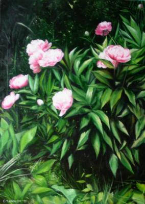 Peony thickets