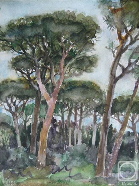 Pomelova Innesa. Pines in Tuscany