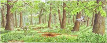 Oak forest. Fomin Nikolay