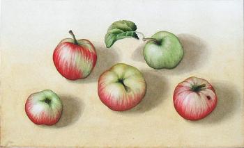 Apples. Proskuryakova Tatiana