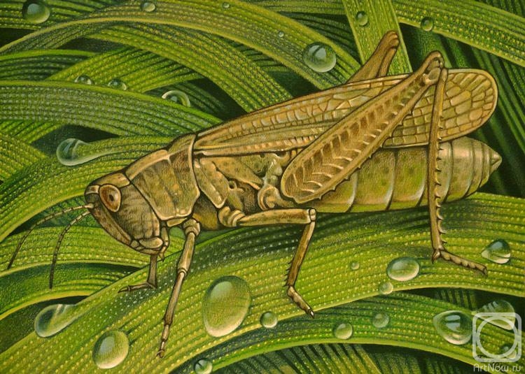 Belova Asya. Grasshopper