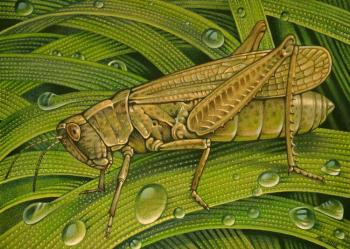Grasshopper. Belova Asya