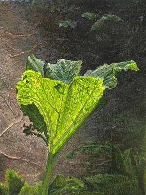 Dacha. The leaf of zucchini. 09/15/2011