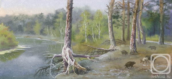 Pugachev Pavel. Centuries-old pines