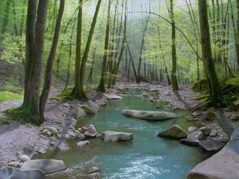 April, forest river. Krasov Mikhail