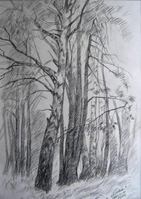Trees in the park. Suhova Lubov