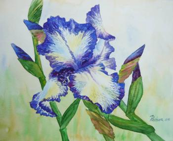 White Blue Iris