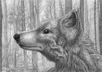 Red wolf's portrait
