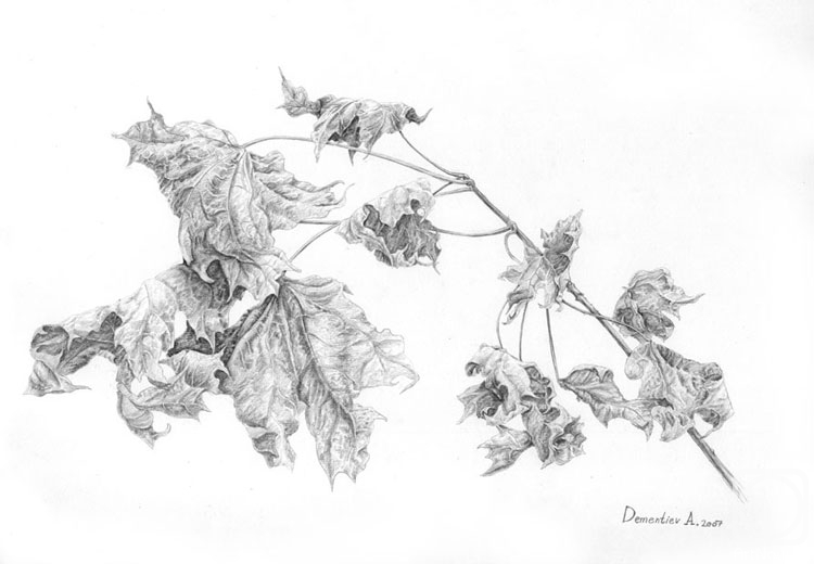 Dementiev Alexandr. Maple's leaves