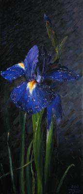 Iris Blue. Krasovskaya Tatyana