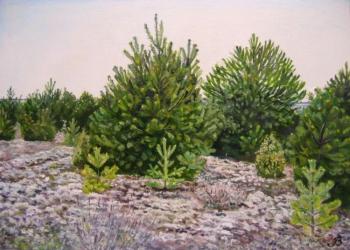 Young pines. Vankhonen Alexey