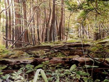Wood dense forest. Gudkov Andrey