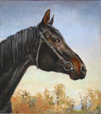 The trakenen stallion Khorvat. Finagenov Dmitriy
