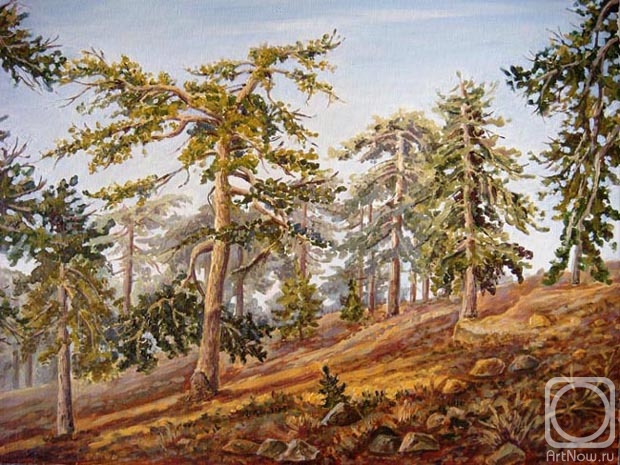 Lazarev Dmitry. Pine-tree forest in Troodos Mountains. Cyprus