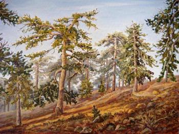 Pine-tree forest in Troodos Mountains. Cyprus. Lazarev Dmitry