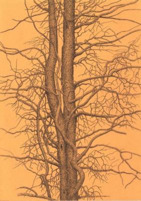 ������� �������� �����