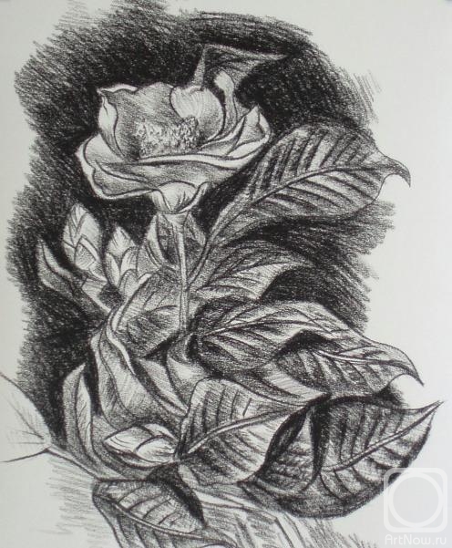 Lukaneva Larissa. 521 (Camellia)