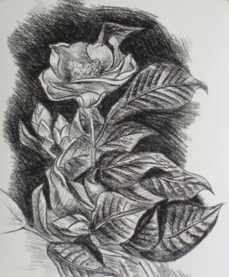 521 (Camellia). Lukaneva Larissa