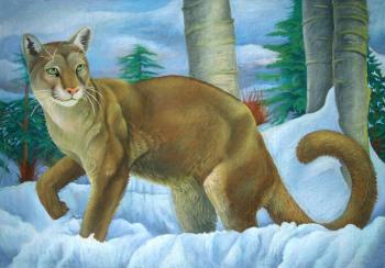 Cougar in the snow. Dementiev Alexandr