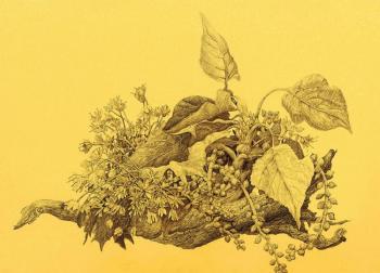 Still life with poplar branches